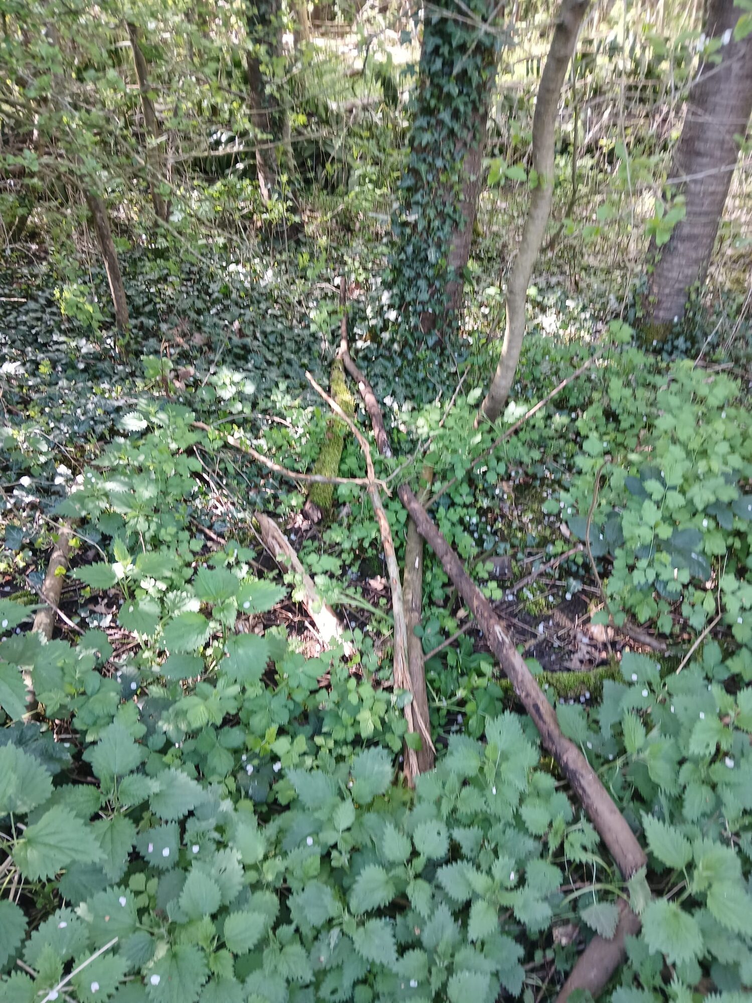 Onder de bloesemboom – in het ritme van verandering